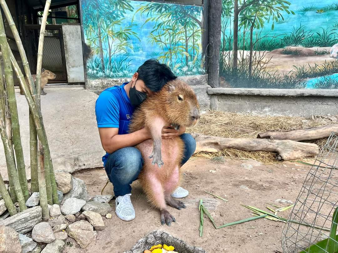 itomaeto_'s tweet image. แต่เคยเห็นที่สวนสัตว์เขาเขียว นักศึกษาสัตวแพทย์อินเทิร์นมาฝึกงาน แล้วหน้าที่คือเกาคาปิบาร่า กูแบบ อาชีพในฝันมาก55555555 นังหนูหมามะพร้าว