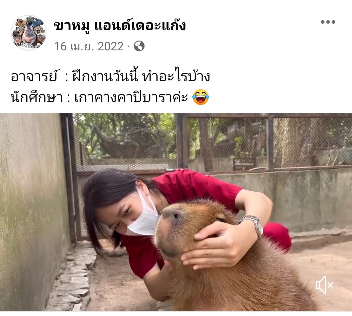 itomaeto_'s tweet image. แต่เคยเห็นที่สวนสัตว์เขาเขียว นักศึกษาสัตวแพทย์อินเทิร์นมาฝึกงาน แล้วหน้าที่คือเกาคาปิบาร่า กูแบบ อาชีพในฝันมาก55555555 นังหนูหมามะพร้าว