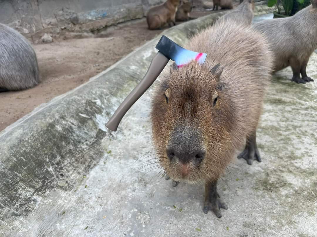 itomaeto_'s tweet image. แต่เคยเห็นที่สวนสัตว์เขาเขียว นักศึกษาสัตวแพทย์อินเทิร์นมาฝึกงาน แล้วหน้าที่คือเกาคาปิบาร่า กูแบบ อาชีพในฝันมาก55555555 นังหนูหมามะพร้าว