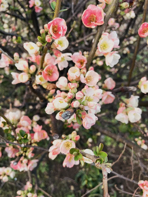 春だ〜 