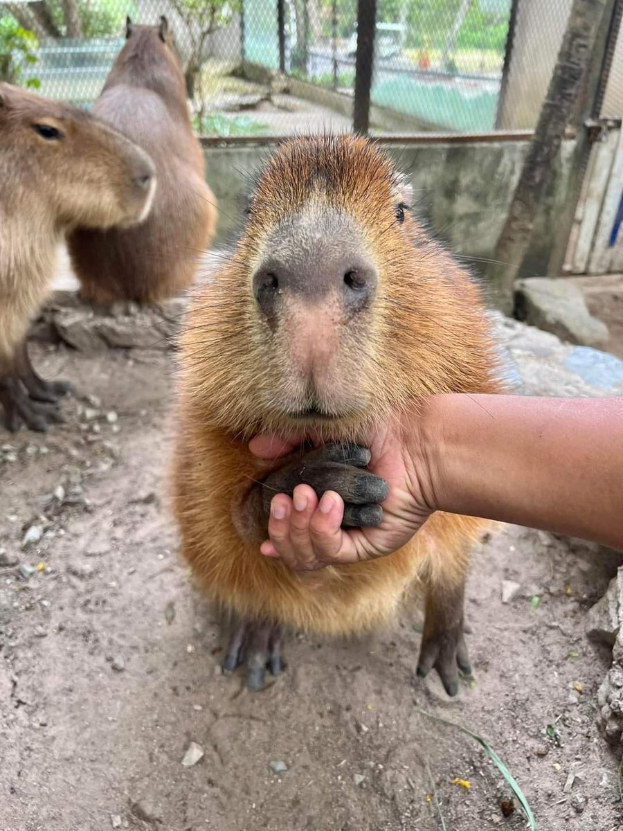 itomaeto_'s tweet image. แต่เคยเห็นที่สวนสัตว์เขาเขียว นักศึกษาสัตวแพทย์อินเทิร์นมาฝึกงาน แล้วหน้าที่คือเกาคาปิบาร่า กูแบบ อาชีพในฝันมาก55555555 นังหนูหมามะพร้าว