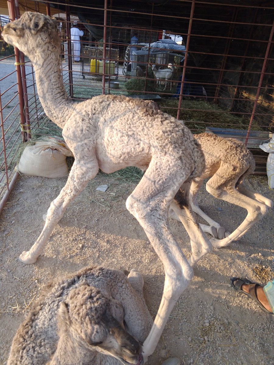 صصباح الخير