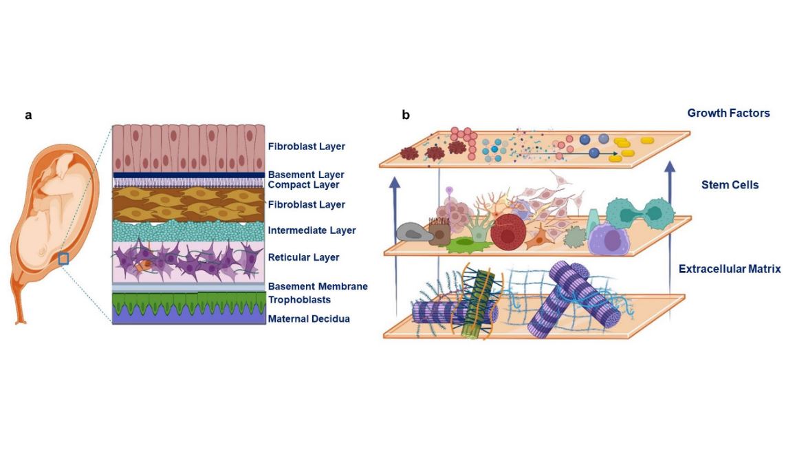 ArtifOrgans's tweet photo. #Fabrication and Multiscale #Modeling of #Polycaprolactone/#Amniotic Membrane Electrospun Nanofiber Scaffolds for #WoundHealing
👉https://t.co/HsJqoGSqvP
@UnivOfTehran🇮🇷| @BonakdarShahin #Electrospinning #AdiposeDerivedStemCells https://t.co/0j4W3pCAUy