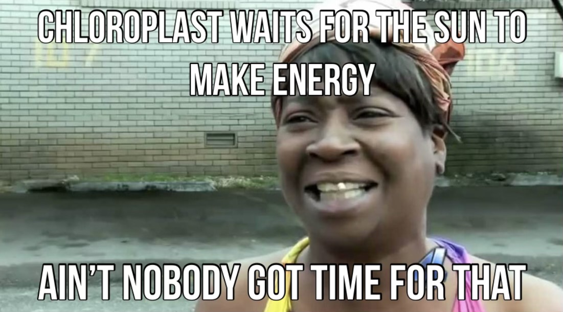 Got Ribosomes? tweet media