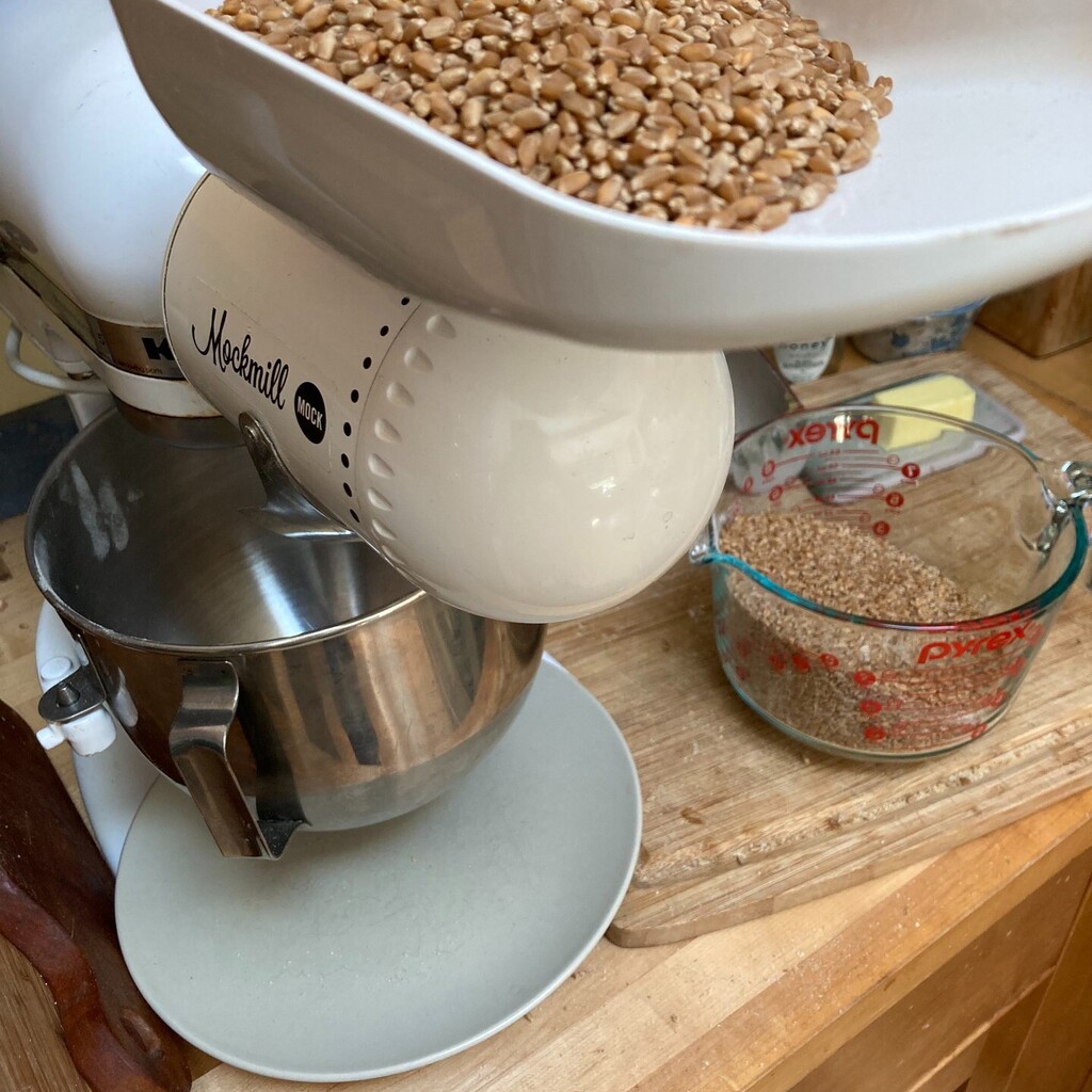 Back at it, with the Mockmill, grinding wheat for flour for about six loaves of bread. This time, using half hard red and half hard white wheat beries.