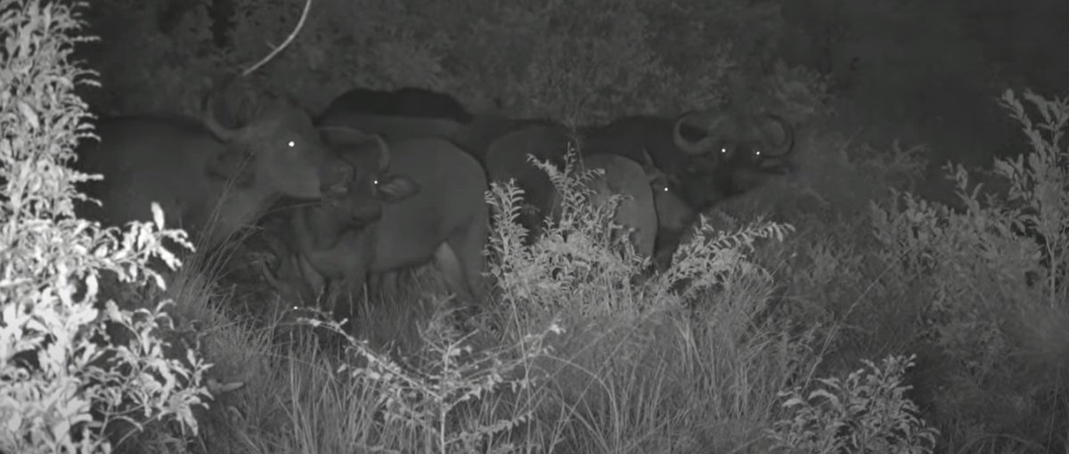 Meaghan_Edwards's tweet photo. Sunrises, @myrtleSC1's family gathering, and some ladies of the bush #WildEarth @WildEarth #Ntima #Tlalamba #biodiversity https://t.co/Y99EzWDp1R