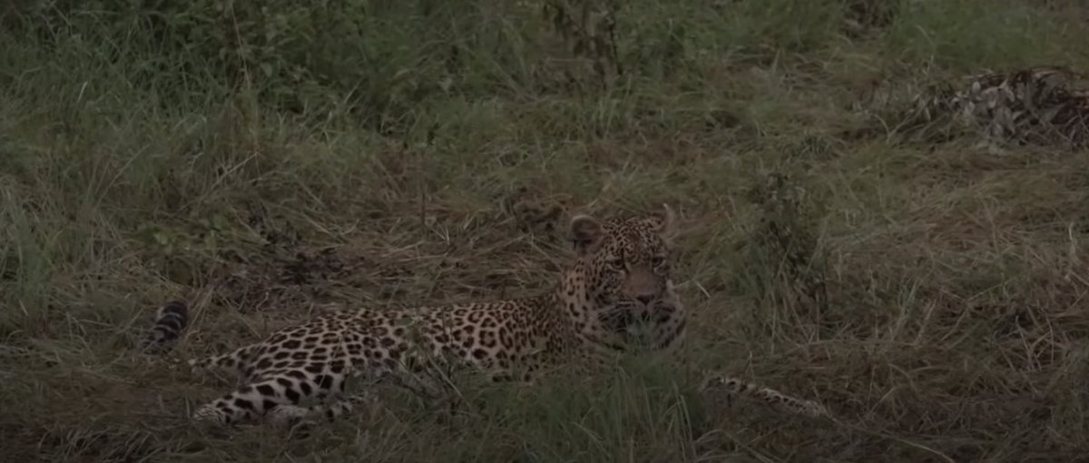 Meaghan_Edwards's tweet photo. Sunrises, @myrtleSC1's family gathering, and some ladies of the bush #WildEarth @WildEarth #Ntima #Tlalamba #biodiversity https://t.co/Y99EzWDp1R