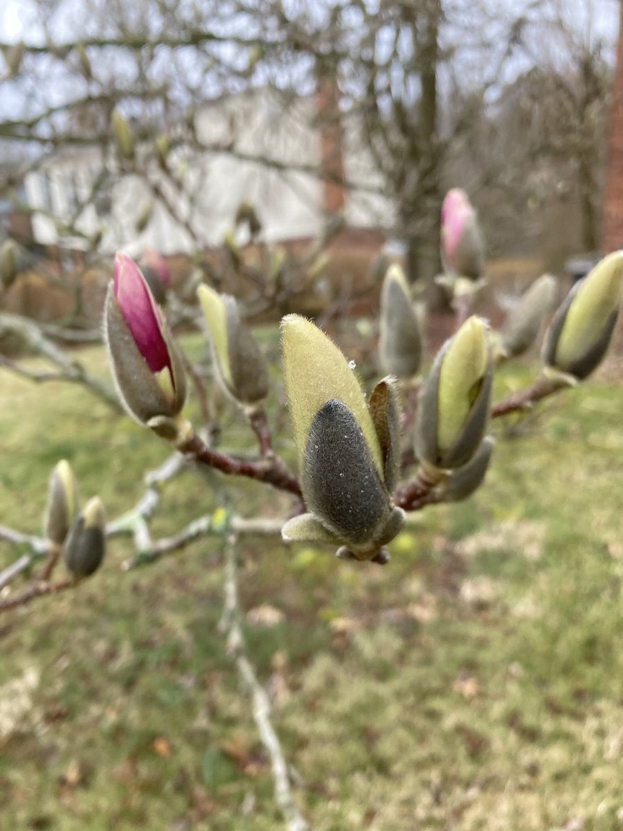 My magnolia. 

I’m in Pittsburgh.   This tree usually blooms just in time for an Easter frost to spoil it.  We’re a month early this year.  #GlobalClimateChange.