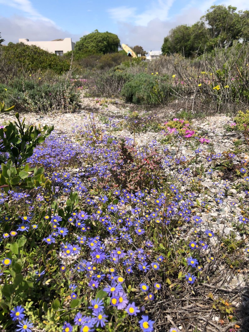 I 💜 Love Weskus Newsletter - mailchi.mp/d1b8207d962a/i…

Click on Facebook Page Newsletter tab to subscribe.

PHOTO: @elsje_truter