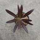 ぼたにかるぼっと tweet media