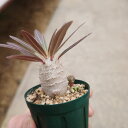 ぼたにかるぼっと tweet media