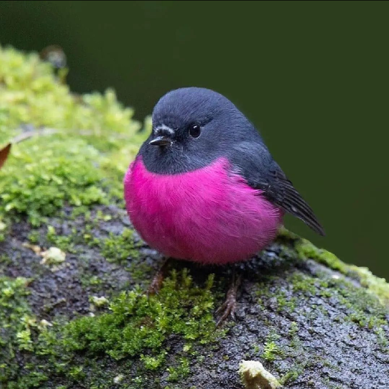 green_backyard's tweet photo. 🎉Happy #internationalwomensday
Whether you are a mother or daughter
Whether you are a housewife or a worker. ❤️Love yourself and give the best of yourself.

#bird  #birdphotography #birdshots #birdcaptures #wildlifephotography #naturephotography #internationalwomensday https://t.co/mfdtO4W7tG