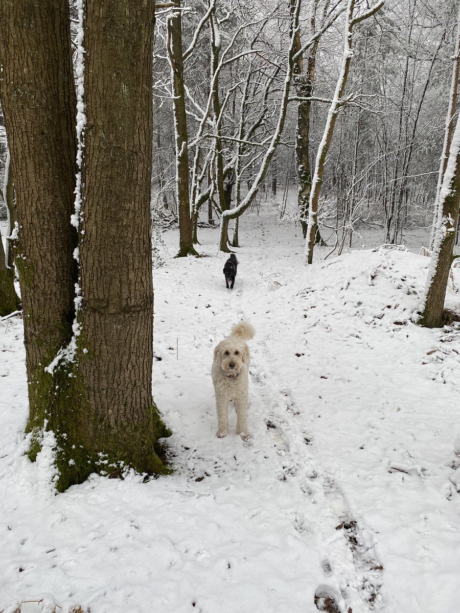 DarrenPRedick's tweet photo. Lovely walk with the doggos in Narnia! #princessballerina #mrmboomboom #mutleycrew https://t.co/Ws1Hhzf4SY