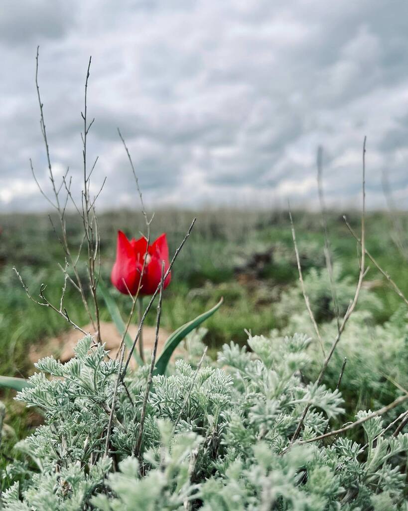 #landscape #landscapephotography #landscape_lovers #landscapes #landscaper #landscapephotomag #landscapephotographer #nature #naturephotography #naturelovers #naturephoto #naturephotographer #natureshots #natureshooters #natureshot #flowers #tulips #tuli… instagr.am/p/CphXxx7sqa8/