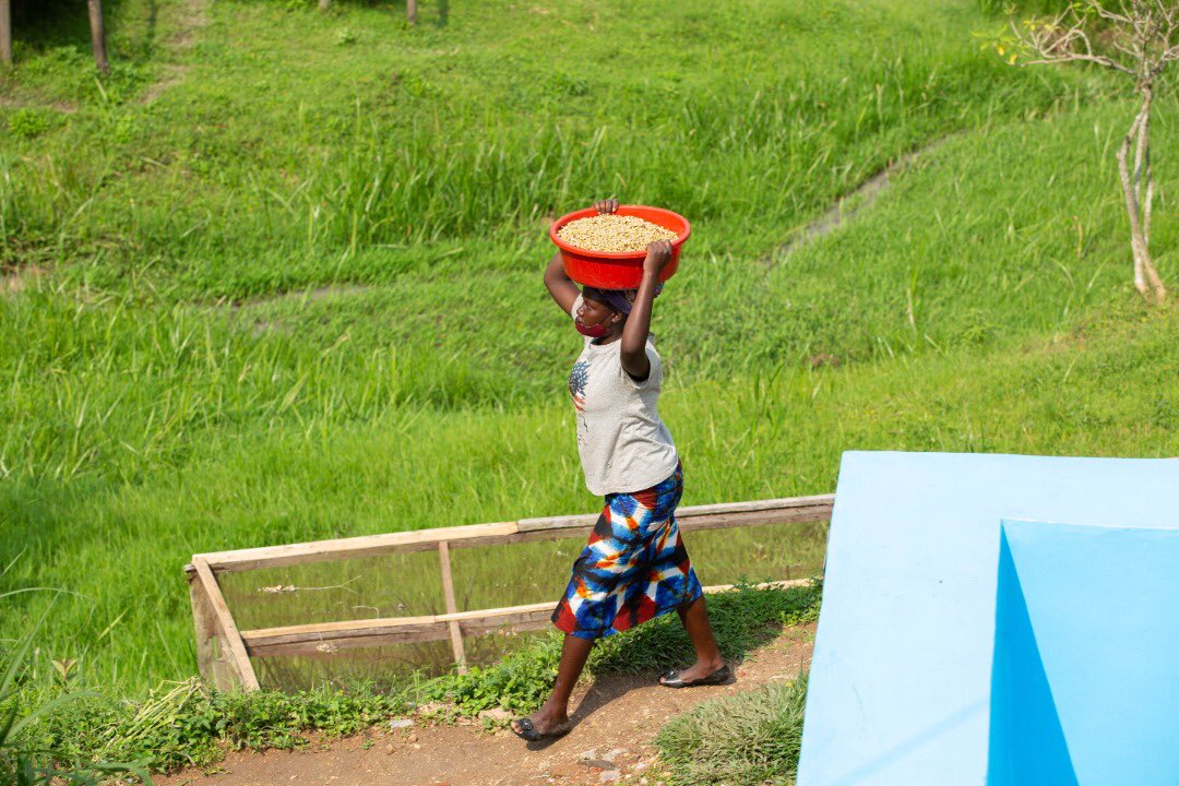 manzi_toussaint's tweet photo. When we say a 👩,only miracles i understand.Despite of cornerstone of family , she is the main key to serve a cup of outstanding coffee and happiness. @MubugaCoffee  we really standstill because of them ,we love you mothers .#WomenDay2023 #RwOT https://t.co/57anjub2ZP