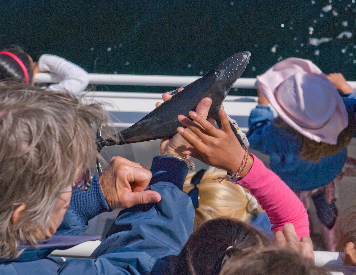 Available now! 4-page guidance doc for whale watching operators, regulators &amp; travellers. Next step in IWC programme to ensure long-term sustainability for animals, populations &amp; communities that rely on them.#whalewatching #ecotourism #responsibletravel  iwc.int/document_3744.…