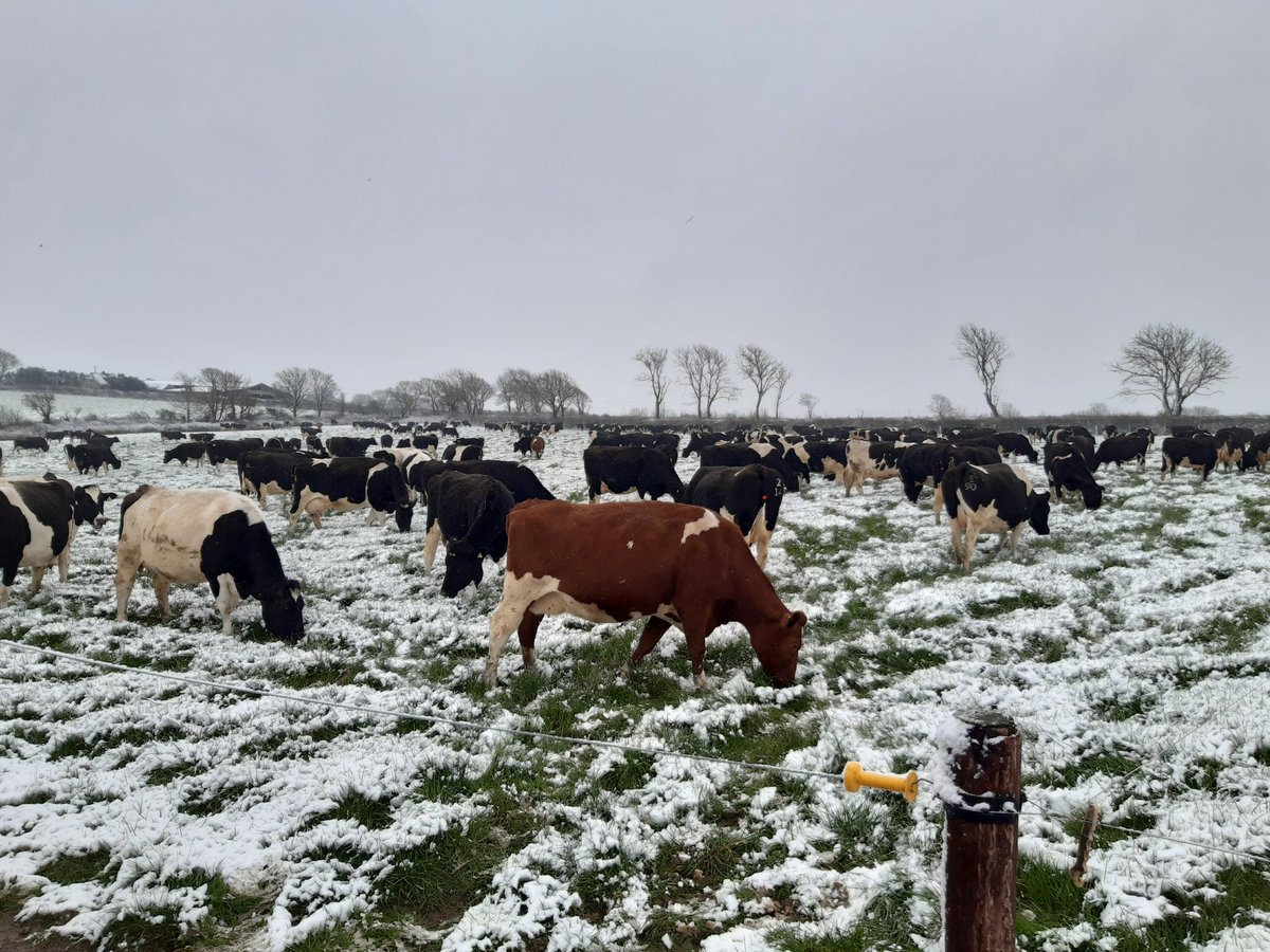 Obligatory picture of cows in snow ❄