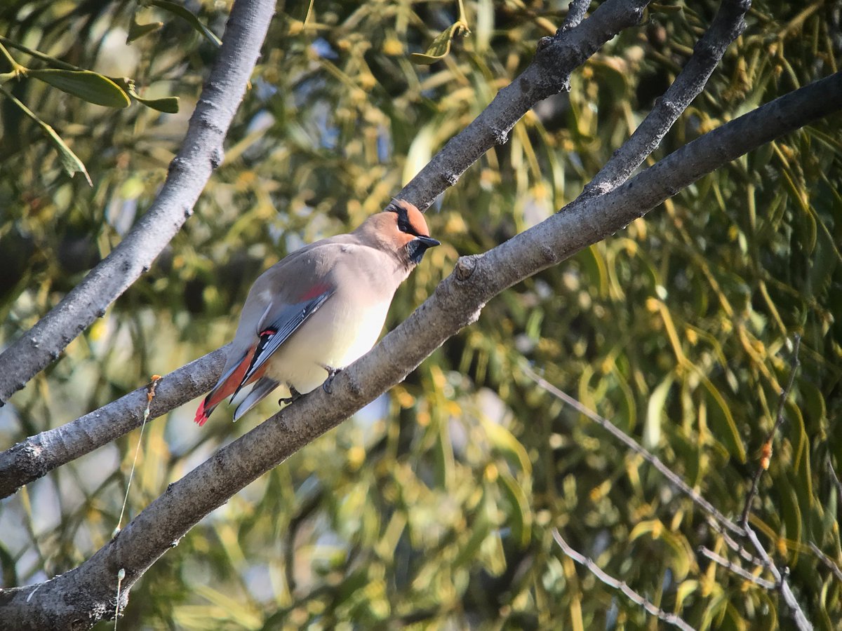 今日はヒレンジャクを堪能しました。
#スマスコ
#phonescoping 
#あした出会える野鳥100