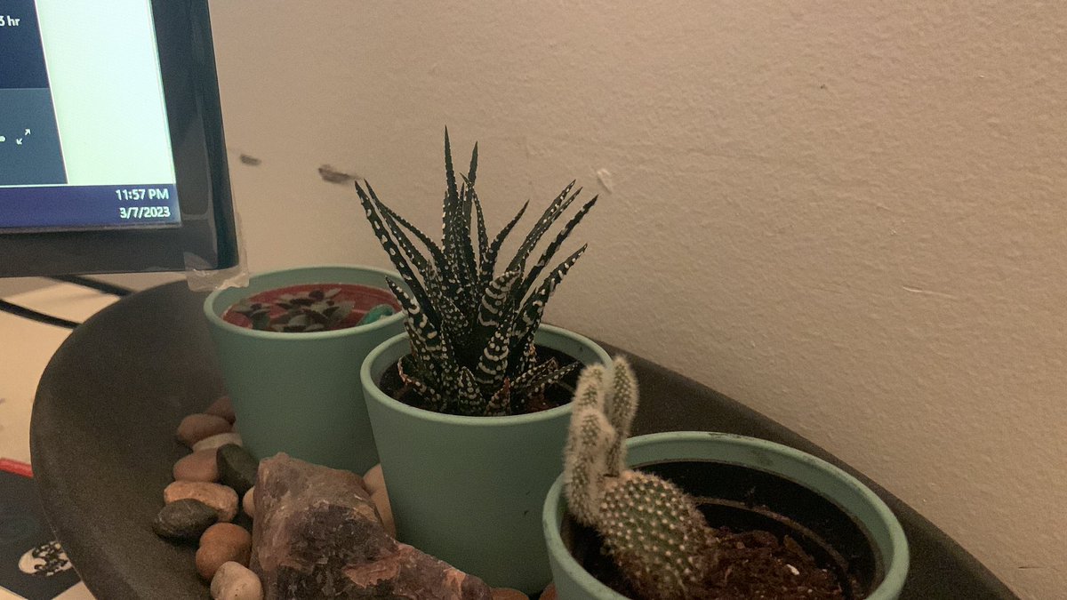 digitalkami's tweet photo. @kevingggggggg you can tell they’re real because my cactus is doing the michael jackson lean https://t.co/PufXbUfHQ5