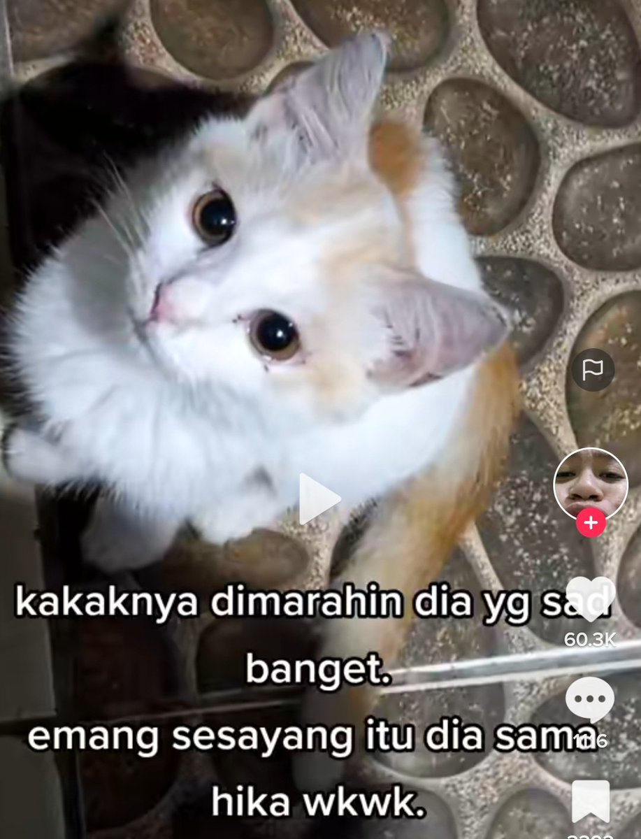 KochengFess v2 tweet media