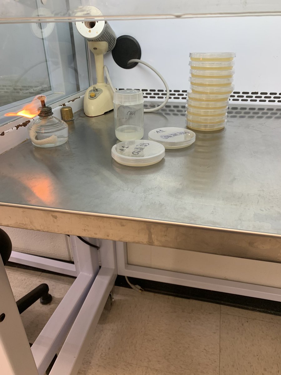 Started my first transformations of Potato and Tobacco with the goal of miniaturization of the gametophytic and sporophytic phenotypic attributes of both. <a href="/UWRiverFalls/">UW-River Falls</a>