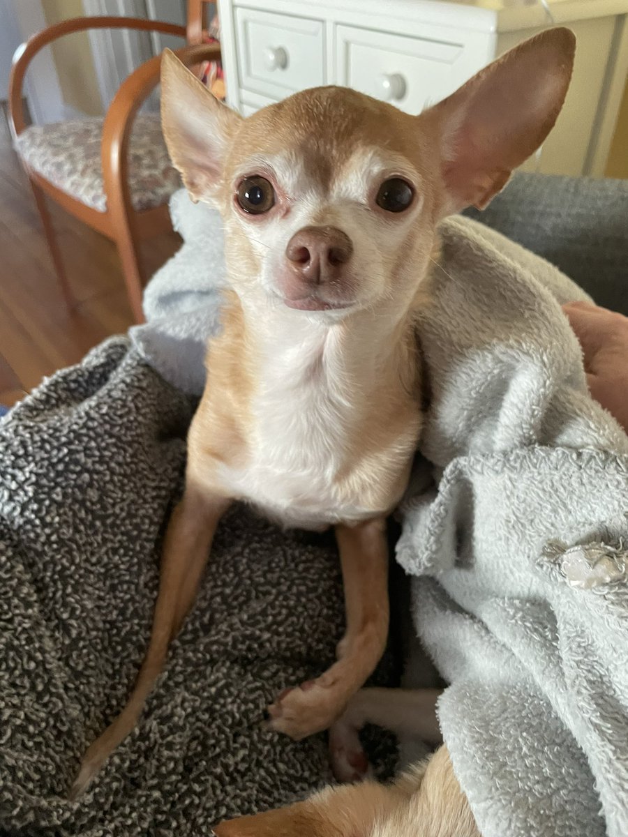 YADIandLOUIE's tweet image. Louie here…I was looking extra cute today and Yadi &amp;amp; I kept super warm in our blankets knowing another snowstorm is on the way. #chihuahuas  #DOGS2023  #bringonspring