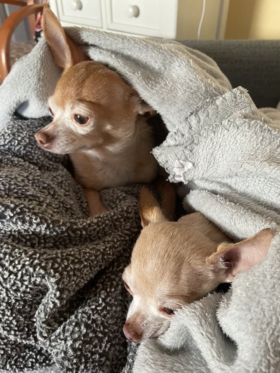 YADIandLOUIE's tweet image. Louie here…I was looking extra cute today and Yadi &amp;amp; I kept super warm in our blankets knowing another snowstorm is on the way. #chihuahuas  #DOGS2023  #bringonspring