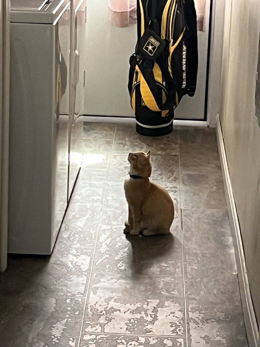 Tim_TheBull's tweet image. 