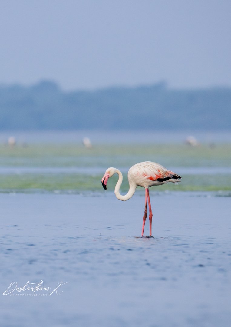 Dush18's tweet photo. The Flamingo!!- Framed against the vast expanse of the lake in the early hours. It is indeed a bit difficult to click just one - the collective noun for a group is aptly called " flamboyance".  A flamboyance of flamingoes- An apt description indeed.
#wildlifephotography #birding https://t.co/0lQgbGS1XS