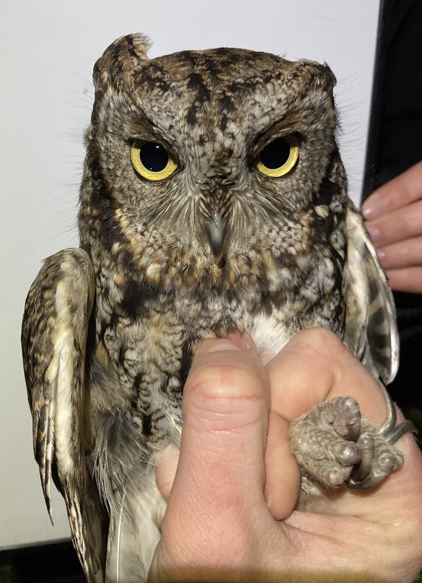 Megan Buers 🦉🔥🌲 tweet media