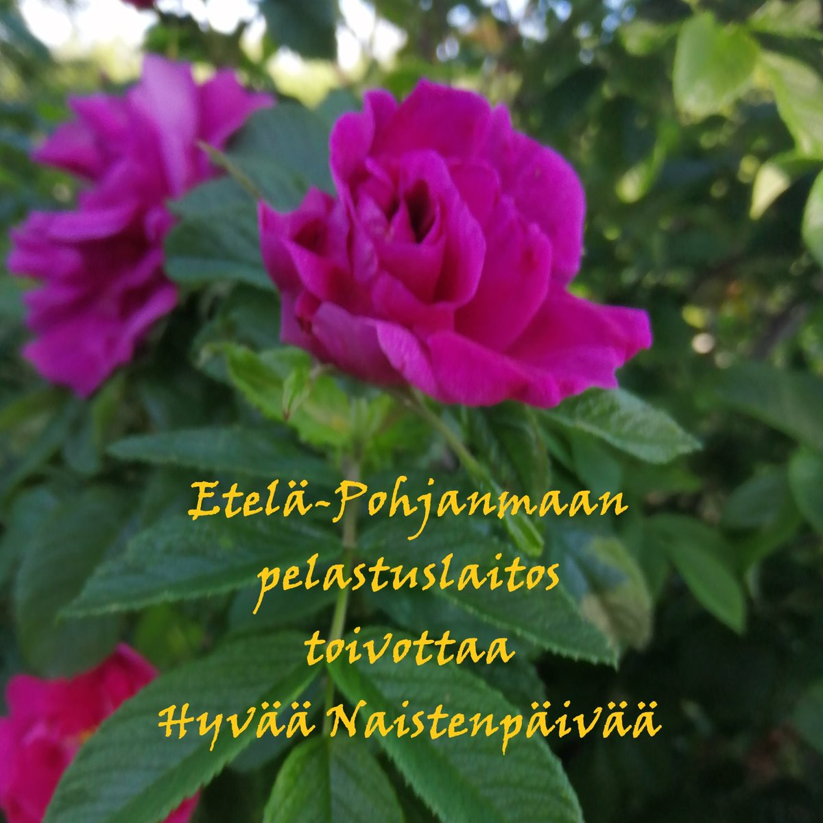 Etelä-Pohjanmaan pelastuslaitos tweet media