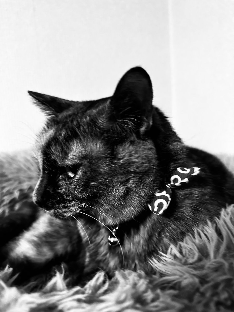 ﾗﾗｰｼｭﾀｲﾝ様 (@silver_eel) / Posts / X