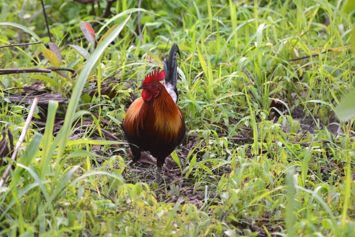 Happy Holi everyone !!! Enjoy some #ColourfulBirds. #Holi2023 #holi #IndiAves @IndiAves #nature #bird #birds #birding #birdphotography