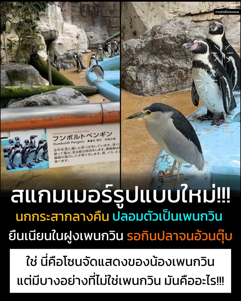 RonallChersan's tweet photo. 😂นั่งขำกับข่าวนี้มา 5 นาทีแล้ว

55555555555555555555555555555555555555

จากเพจ : ตามติดชีวิตanimal https://t.co/MMFsLvCTkB