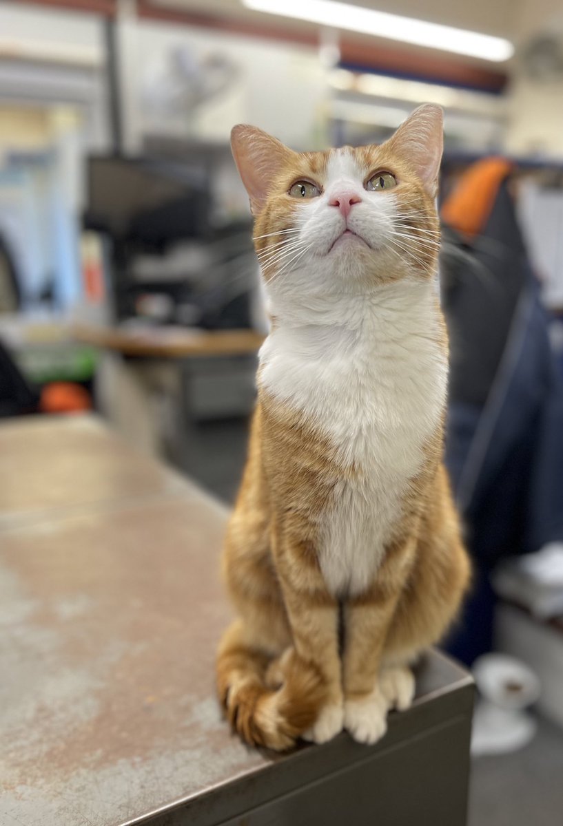 Good morning &amp; welcome to Whiskers Wednesday 

The greatest personal fulfillment comes when we contribute to improving the welfare of others. 

Be kind, look after one another-look out for one another 

#cats #cats #Cat #CatsOnTwitter #CatsOfTwitter