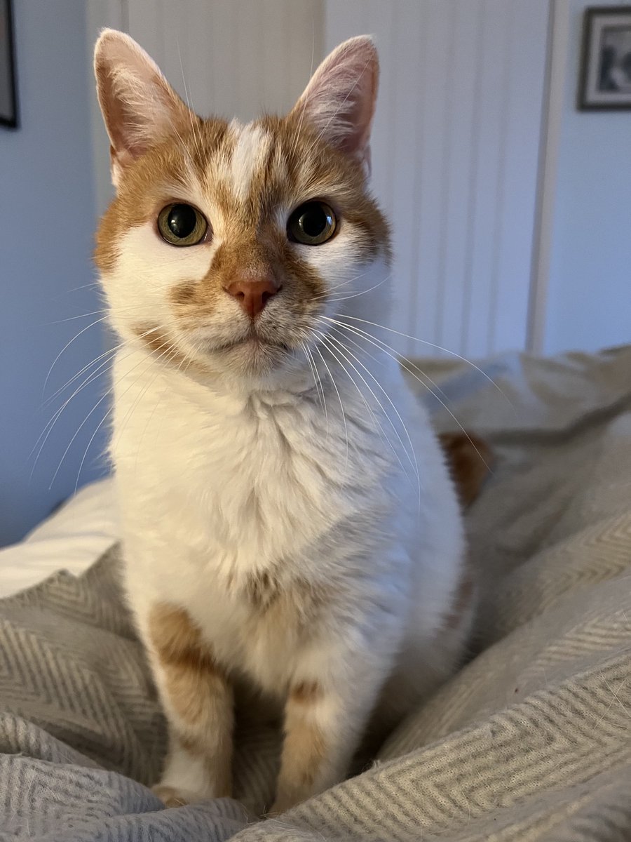 It’s my birthday today, I am 12!! It has snowed last night just for me, so I will be doing zoomies in the snow later! #catsoftwitter #birthdayboy