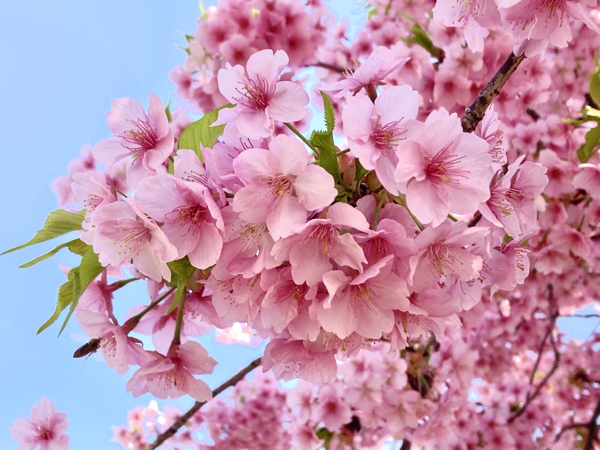 「何桜かわかりませんが通り道に咲いていました 綺麗 」|廃人（はいとのイラスト