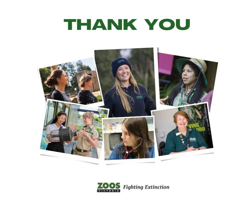 Happy International Women’s Day! We'd like to recognise the passionate women of ZV. From our female Board members, to our CEO, biologists, keepers, vets, nurses, animal welfare specialists, horticulturists, staff & volunteers - thank you for your dedication today and every day.