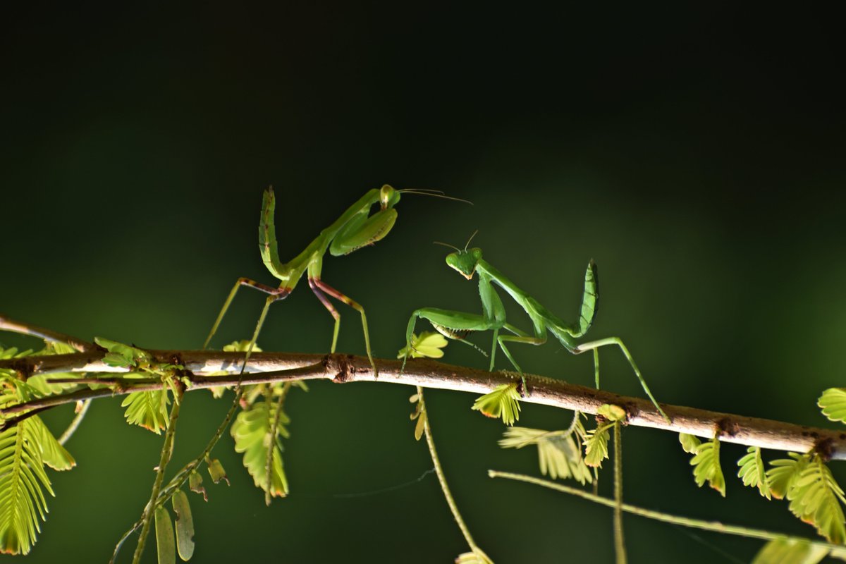 A woman is a full circle. Within her is the power to create, nurture and transform... #HappyWomensDay2023 

#PrayingMantis @pargaien @UKNikon #indiaves @Natures_Voice #ThePhotoHour @NikonIndia #BBCWildlifePOTD @AnimalPlanet @DiscoverKorea_ @WildlifeMag @NikonUSA @NatGeoIndia