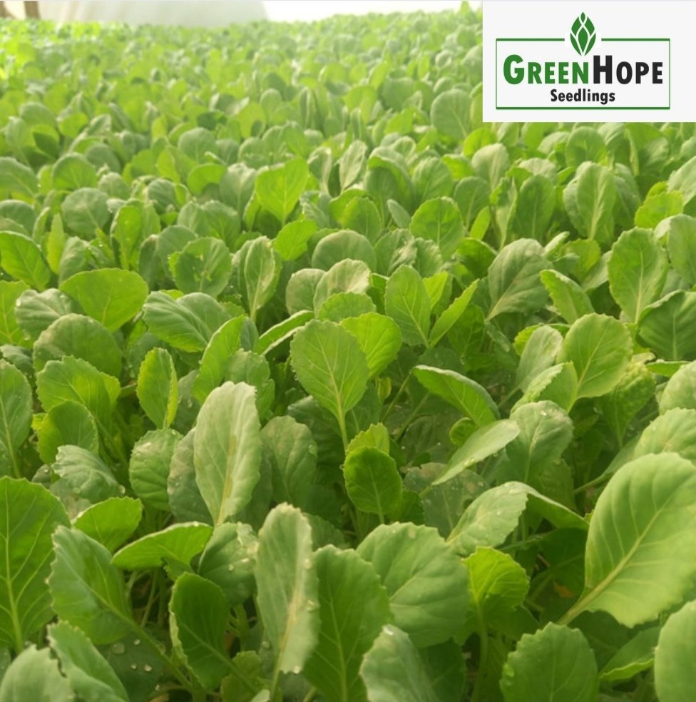 GreenHope Seedlings tweet media