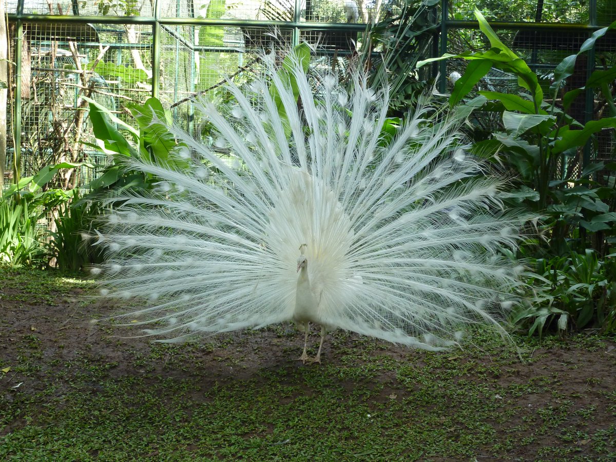 natura e salute (@saluteenatura) on Twitter photo 