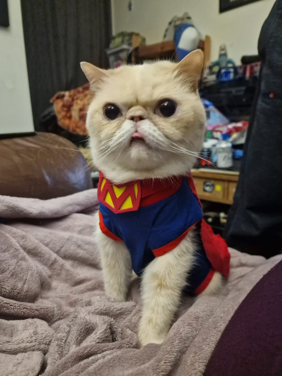 Murple meowface tweet media