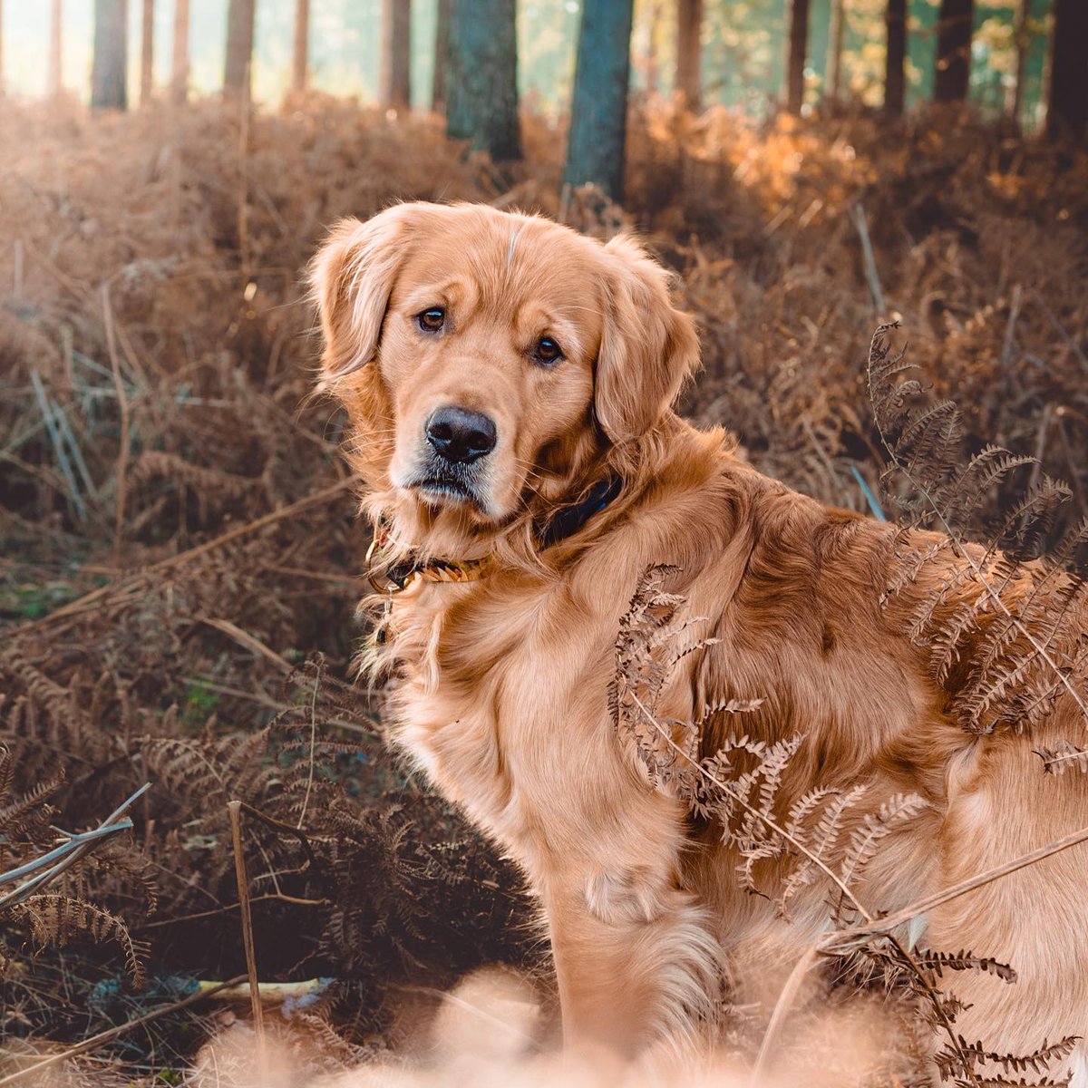 When you try to blend in but still stand out ✨ Happy Weekend everyone 🎉

#dogsoftwitter #dogs #goldenretriver #ilovegoldens #ilovegolden_retrievers