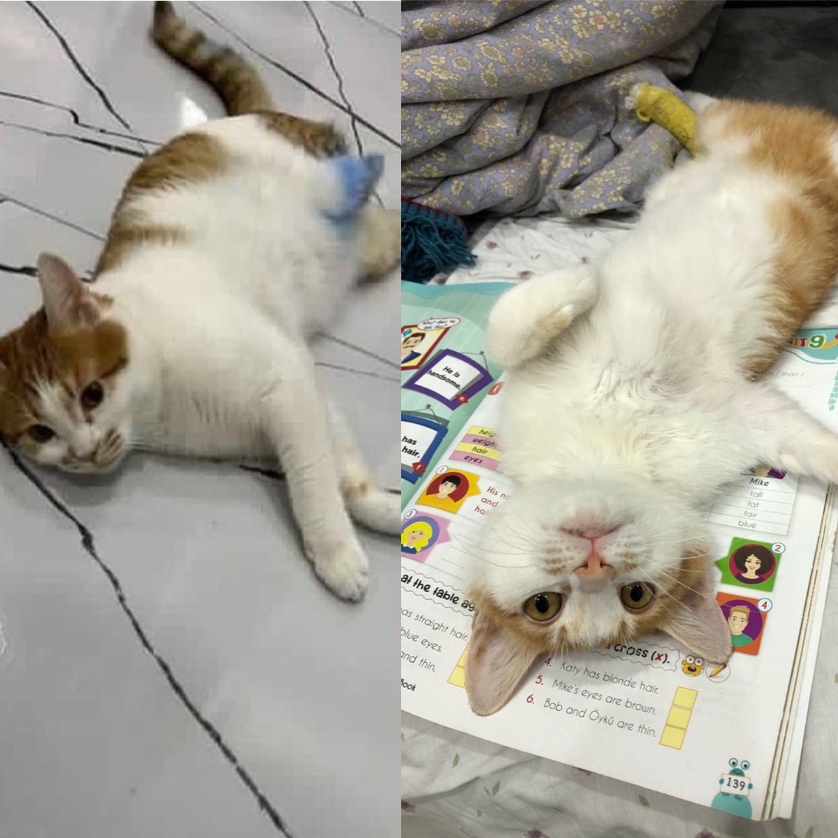 Gaziantep’te bildiği ekip olan var mı? Ya da kedisu’yu enkazdan alıp korumaya alacak birileri ? Enkazda dün görülmüş ve bir bacağı yok, engelli 😢Haydi n’olur bugün kedisu’yu kurtaralım .. Enkaza rağmen evine ulaşmaya çalışıyor 😢