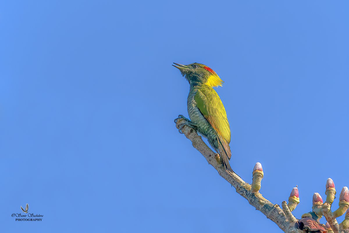 Lesser Yellownape 
#woodpecker @IndiAves
 #IndiAves #BirdsOfTwitter #photography #ThePhotoHour 
@WildlifeMag
 #BBCWildlifePOTD #NaturePhotograhpy #BirdsOfTwitter #BirdsSeenIn2023 #BirdPhotography   #twitterbirds #birdnames_en #iDiscover #DiscoveryChannel #DiscoveryChannelIndia