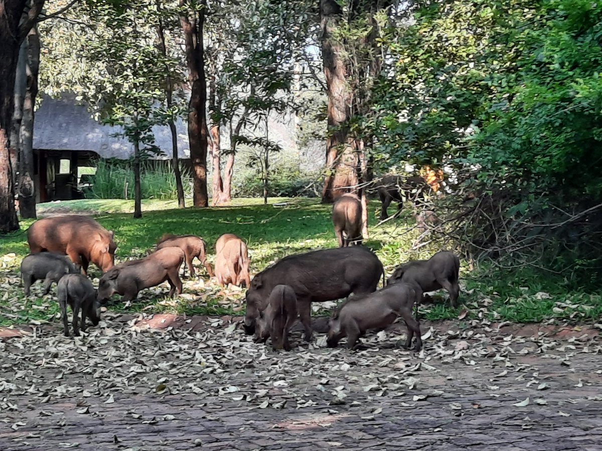 Nisha Jacob tweet media