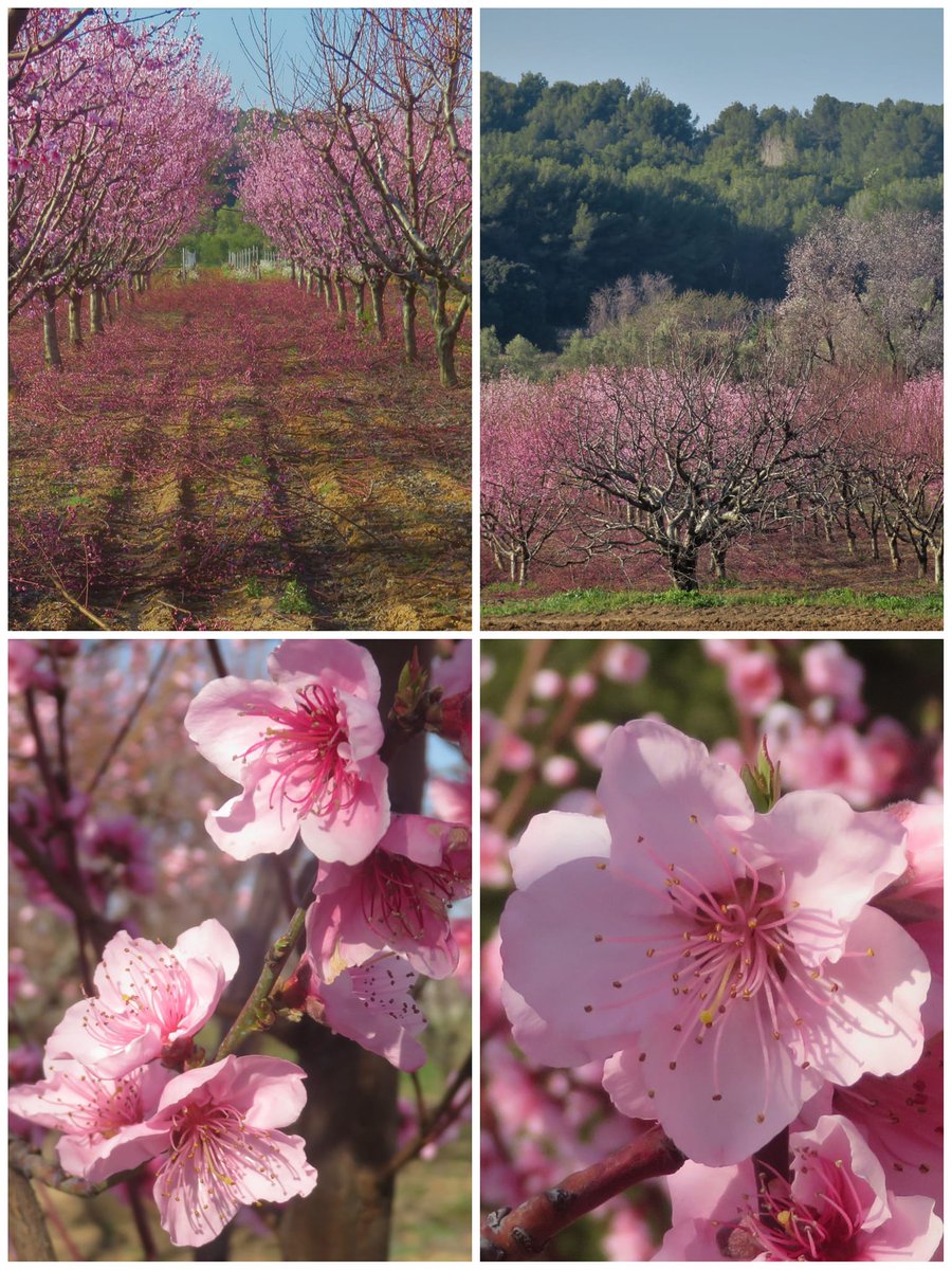 kayanecheyenne's tweet photo. Quand les pêchers sont en floraison à la Cadière d'Azur dans le Var.
Parce qu'il nous faut de l'émerveillement pour traverser les épreuves que nous subissons tous.

Bonne journée. https://t.co/qzI8NjdpqG