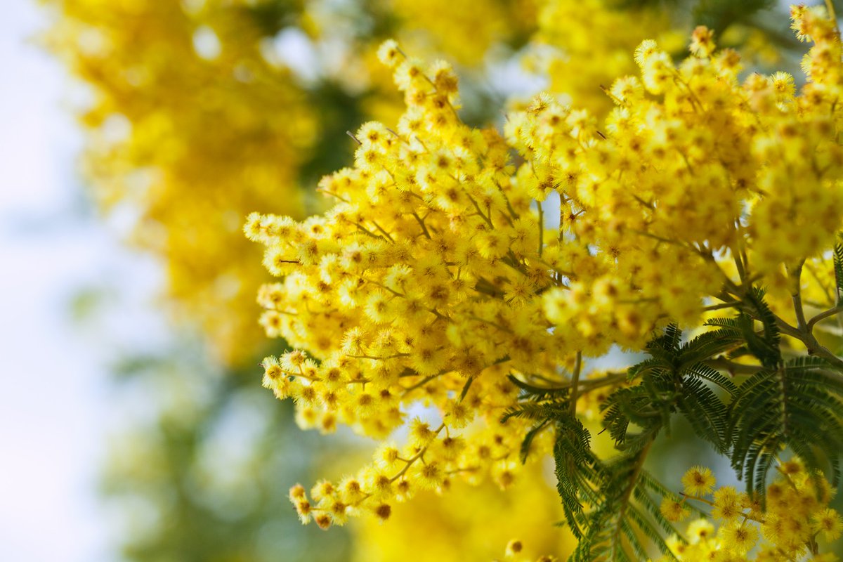 EU_Aliens's tweet photo. Happy International Women's Day!💐
Some #AlienSpecies plants have become part of our landscape and traditions, like #Acaciadealbata, aka Mimosa or Silver Wattle, introduced from Australia. 
To know more about alien species in several languages  visit 🧐👉https://t.co/wBlvoc9K5u https://t.co/Ta3QLAkSX2