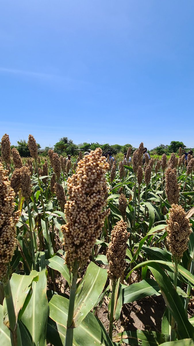 assangombe48's tweet photo. Today, on International Women's Day, we celebrate women in #FoodSystems in Africa. From farmers to chefs, innovators to activists, women are driving progress towards a sustainable, equitable &amp; just #system. Let's continue to support &amp; recognize them #IWD2023 #WomenInFoodSystems https://t.co/C8CY2lEY4b