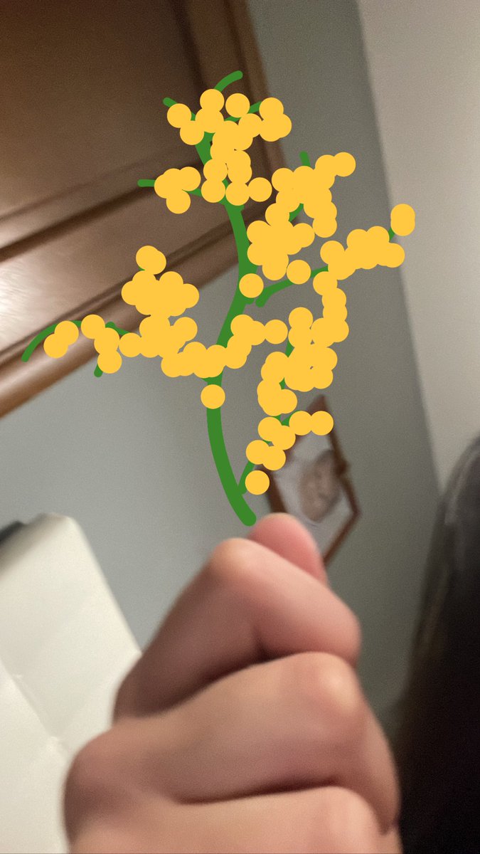 spaziomediatico's tweet photo. la mimosa che mi ha regalato https://t.co/Q2HBXpX5YG